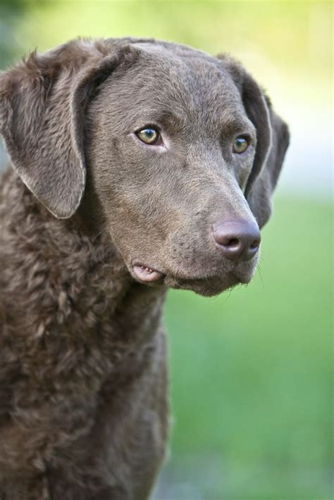 Limited akc paperwork comes with each puppy. Untitled | Labrador retriever, Cheasapeake bay retriever ...