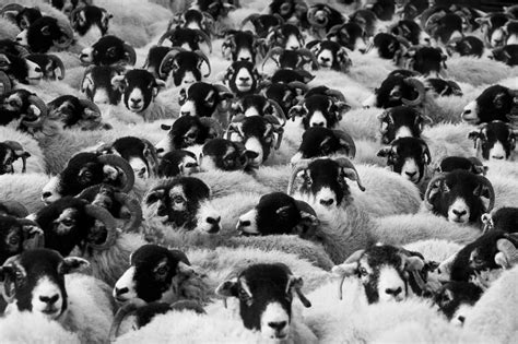 Flock Of Sheep Free Stock Photo Public Domain Pictures