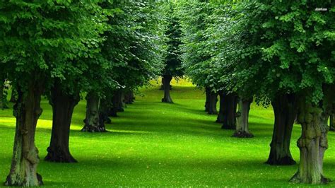 اسماء أشجار دائمة الخضرة