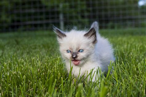 My Moms Overly Excited Kitten Aww