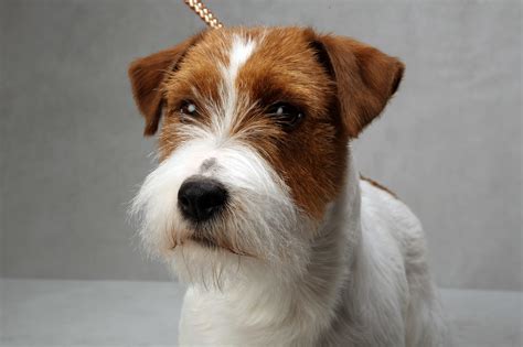 Russell Terriers Finally Get Their Turn In Westminster Spotlight The