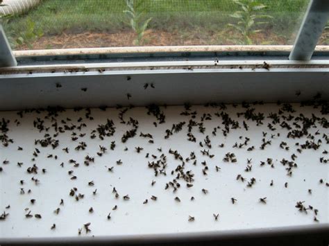 How To Get Rid Of Gnats In Your House Easy Methods Theyouthfarm