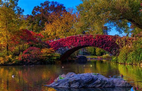 View Flowers Green Cute Desktop Images Nature