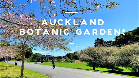 Cherry Blossoms At Auckland Botanic Gardens Spring In New Zealand