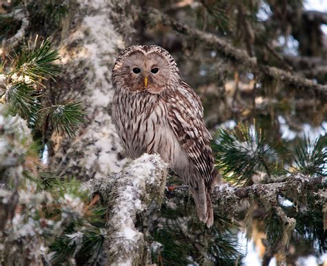 Ural Owl Ural Owl Strix Uralensis Длиннохвостая неясыт Flickr