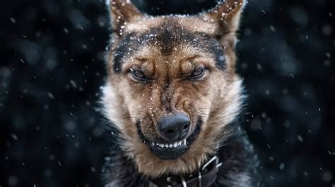 Angry German Shepherd Dog Wallpaper Backiee