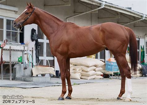 マスクの着用が日常になるなかで、 お客様のご意見を参考に、 マスクとしての防御性能※1、洗濯可能、 つけ心地という3つの機能を 兼ね備えた エアリ. 【フェブラリーS】適性バツグン!馬体診断のイチオシ＋特注馬 ...