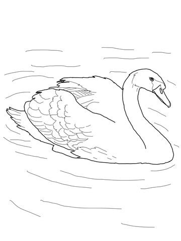 mute swan   pond coloring page supercoloringcom