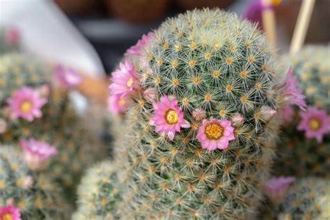 Son correctas e igualmente válidas las grafías cactus y cacto. Qué significa regalar un cactus | IDEAS Mercado Libre ...