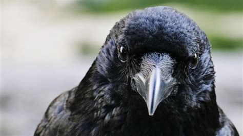 Crows Are Capable Of Conscious Throughs Science Breakthrough Nexus Newsfeed