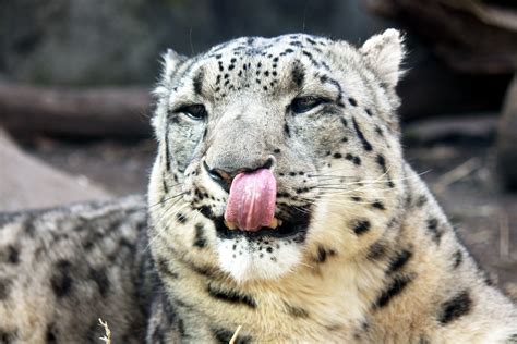 Snow Leopard Licking Free Stock Photo Public Domain Pictures