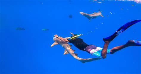 How To Swim With Sharks While Visiting The Maldives