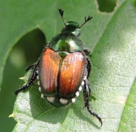Japanese Beetle Adults Arrive In Chestnuts Msu Extension