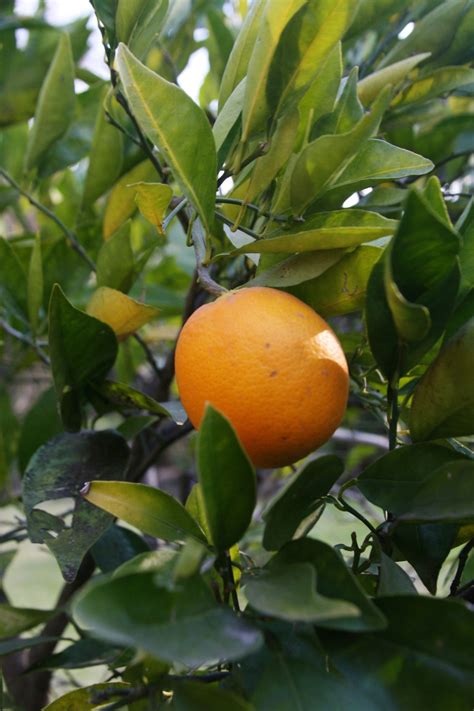 Plant An Orange Tree Orange Gardening For Kids Orange Tree