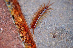 Seeing Centipede In Dream Islam