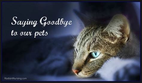 Goodbye Letter To My Cat Cat Ghr