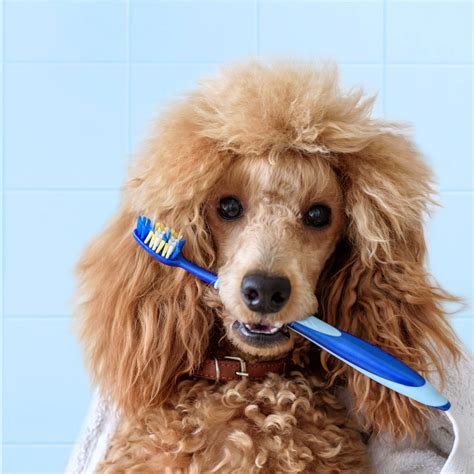 Dogs, cats, rabbits, birds coming to canada as a permanent resident? PET DENTAL HEALTH MONTH - February 2020 | National Today