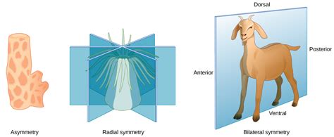 Organisms made of more than one cell are called multicellular (multi : Animal Form and Function · Biology