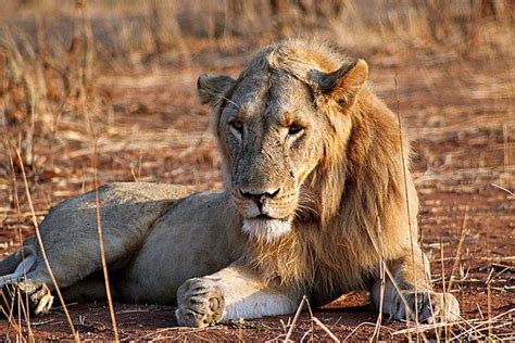 10 Interesting Facts About Lions Animals Zone