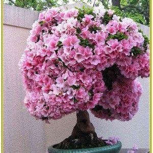 Dwarf trees are popular for small yards, as they won't spike out of control. Dwarf Flowering Trees For Containers | Dwarf flowering ...