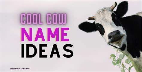 250 Badass Cow Names Ideas For Cute Funny And Cool Cows