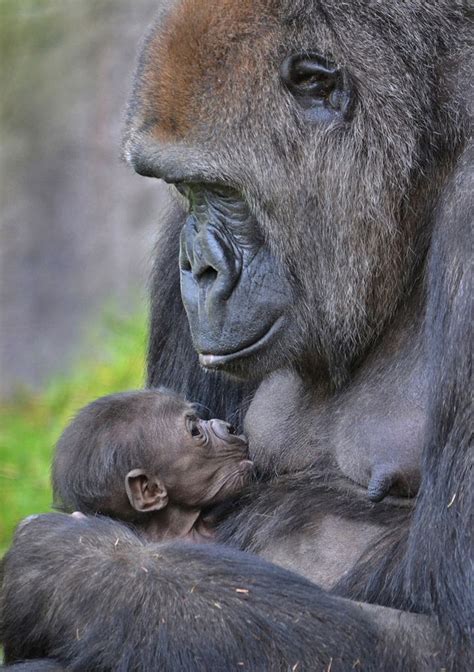 Endangered Gorilla Gives Birth To Adorable Baby At Taronga Zoo Artofit