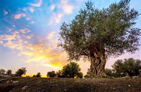 characteristics   olive tree home stratosphere