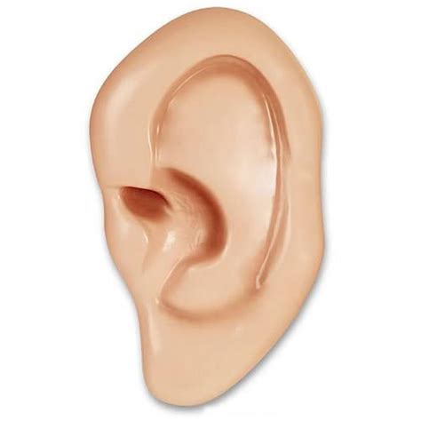 Giant Ear Novelty Replica Accoutrements Novelties Statues Ts For