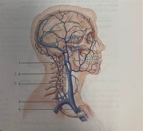 308 Major Veins Of The Head And Neck Diagram Quizlet