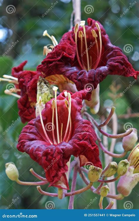 Sausage Tree Flowers Kigelia Africana In Rio Stock Image Image Of