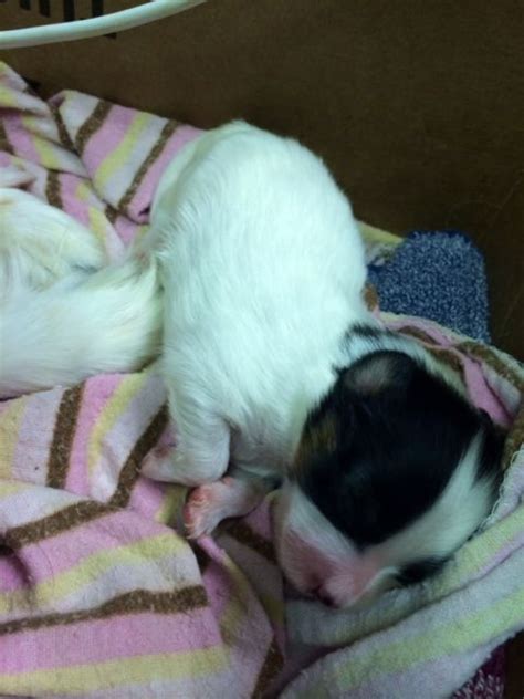 Nothing Cuter Than A New Service Dog Puppy Meet Auto Papillon In