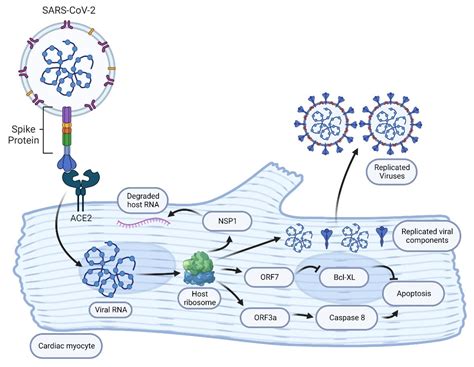 Vaccines Free Full Text Comparison Of Covid 19 Vaccine Associated