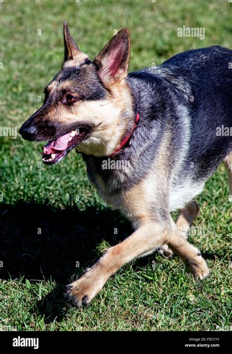 Black And Tan German Shepherd Dog Running Fast Stock Photo Alamy