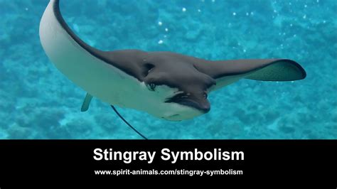 Stingray معنى They Are Carnivorous And Their Diet Includes Clams