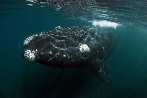 Top 10 Largest Whales In The World Nayturr