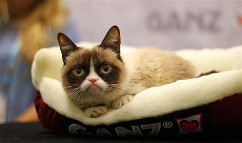 Grumpy Cat Signs Comic Book Deal And The Cover Is Perfect Photo Sheknows