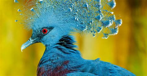 Flights Of Fancy The Most Colorful And Exotic Birds On The Planet