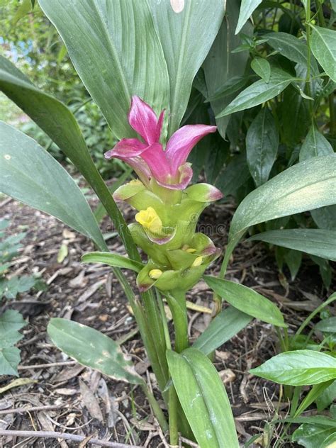 Curcuma Xanthorrhiza Flower In Nature Garden Stock Photo Image Of