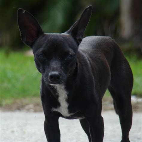 Wild Black Chihuahua Black Chihuahua Herding Boston Terrier Pitbulls