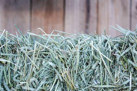 Central Georgia Equine Services 10 Tips For Choosing The Best Hay For