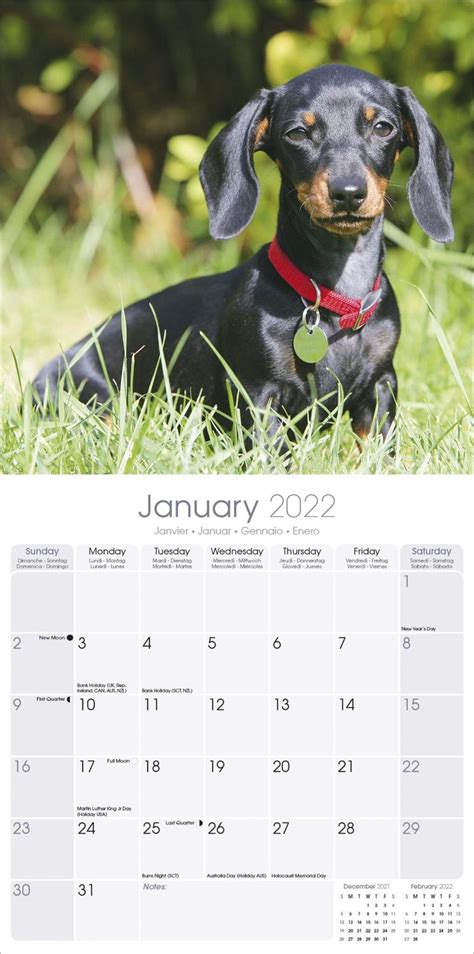 dachshund desk calendar 2025 tacoma andy anabelle