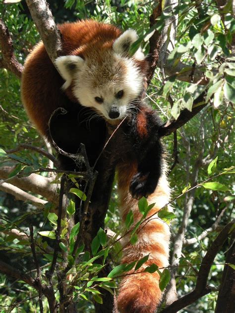 Red Panda San Diego Zoo Animals Beautiful Cute Animals Red Panda