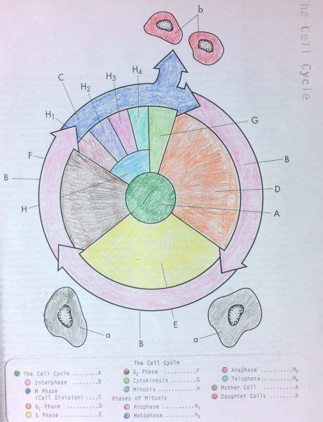 During what process and in which phase do you first see this in. Cells Alive Mitosis Phase Worksheet Answers - worksheet