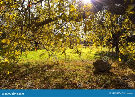 Autumn Forest The Sun Shines Brightly On The Yellow Leaf Stock Image