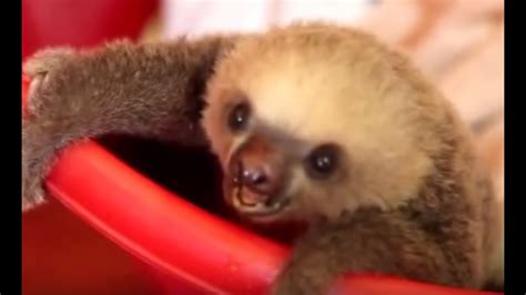 Cute Baby Slothsphyllophaga Little Leaf Eaters Youtube