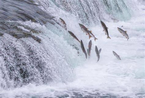 Salmon Nutrition Migration And Lifecycle Britannica