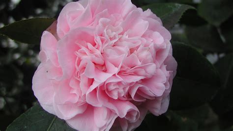 Camellias Are Wonderful For Winter Blooms