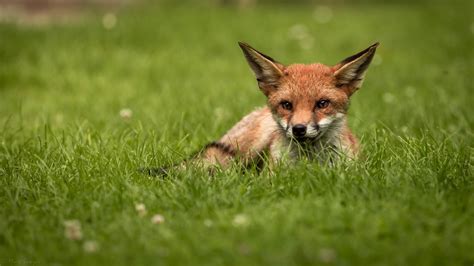 Fox Lying Down In The Grass