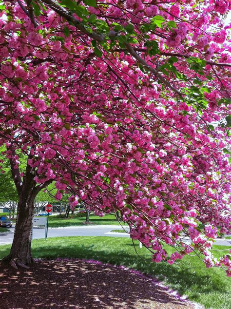 Kwanzan Cherry Blossom Tree Beautiful Large Bright Pink Globes Of