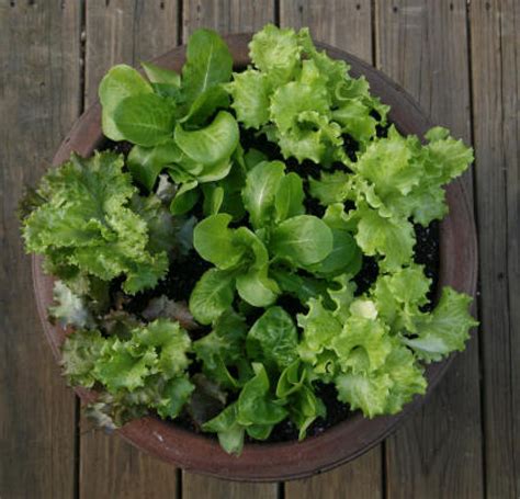 Salad Bowls Grow Lettuce In Containers Growing Tomato Plants